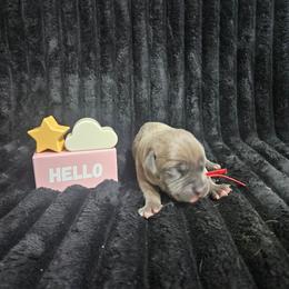 Red collar - Gray and fawn male Cane Corso puppy in Fritch, Texas from Carrie Brown's Cane Corsos