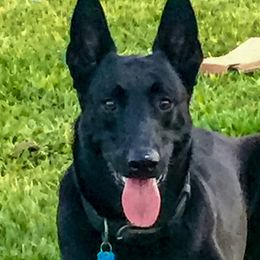 Belgian Malinois puppies from Reinwald Kennels