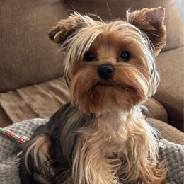 Chica - Yorkshire Terrier