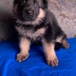 Blue collar boy - Black and red male German Shepherd puppy in Coleta, Illinois from Four Leaf Farm- Vom Vierblättriges Bauernhof