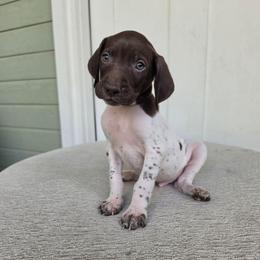 Mint Boy - Liver and white male German Shorthaired Pointer puppy in Nampa, Idaho from Heart Mountain Cavaliers & Floating Feathers Kennel