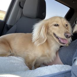 Max - Dachshund