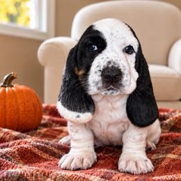 Gabby - Black brown and white female Basset Hound puppy in Pilot Mtn, North Carolina from Lowdown Love Basset Hounds