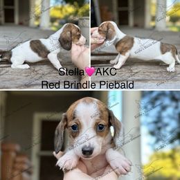 Stella - Brindle female Dachshund puppy in Gatesville, Texas from Emily’s Doxie Domain