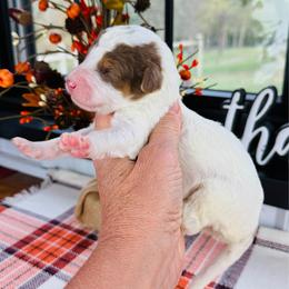 Jayne - Parti female Pyredoodle puppy in Bowling Green, Ohio from FDF Pyredoodles & Bernedoodles