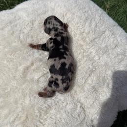 Boy 1 - Dapple male Dachshund puppy in Avondale, Arizona from Bris Dachshunds