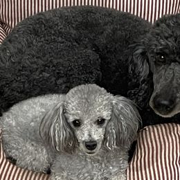 Poodles from Little Paws Poodles