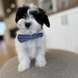 Bernedoodle, Cavapoo, Havanese, and Havapoo Puppies from Lady Paws Puppies - Cassie