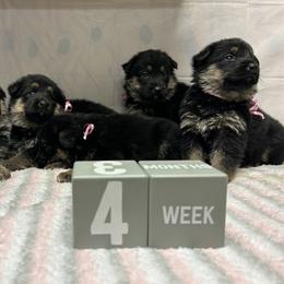 Moana - Black and tan female German Shepherd puppy in Stanardsville, Virginia from Majestic K9 LLC