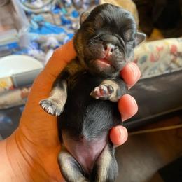 Addie,name TBD Black and tan girl - Silver female Pug puppy in Onalaska, Washington from Cupid’s Pugs