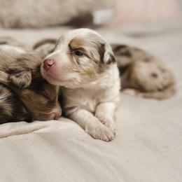 Milky AKC - Red merle male Australian Shepherd puppy in Polk City, Florida from Skaky Shepherds