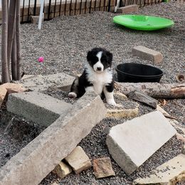 Miniature American Shepherd Puppies from Birchview Miniature American Shepherds