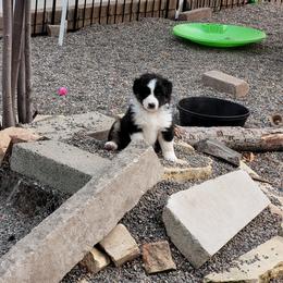 Miniature American Shepherd Puppies from Birchview Miniature American Shepherds