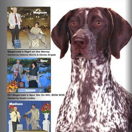 German Shorthaired Pointers from Siegervale German Shorthaired Pointers