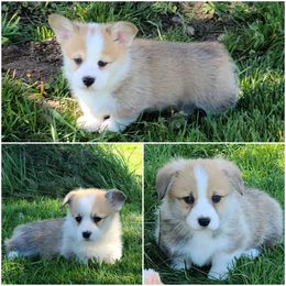 Pembroke Welsh Corgi Puppies from Breyerwood Corgis
