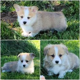 Pembroke Welsh Corgi Puppies from Breyerwood Corgis