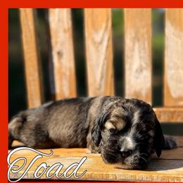 Toad - Sable male Cocker Spaniel puppy in Clinton, Oklahoma from Enchanted Spaniels