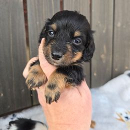 Timmy - Black and tan male Dachshund puppy in Riverdale, Utah from Behive Doxies