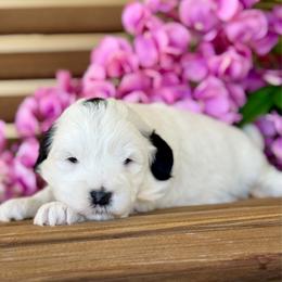Maverick - Parti male Pyredoodle puppy in Bowling Green, Ohio from FDF Pyredoodles & Bernedoodles