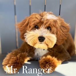 Ranger - Goldendoodle