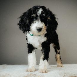 Lime - Patrick - Tri-color male Bernedoodle puppy in Caldwell, Idaho from Boise Doodle Co.