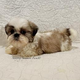 Brindle and White Female - Teal Collar - Brindle and white female Shih Tzu puppy in Crawfordsville, Indiana from Swaying Sycamore Farm