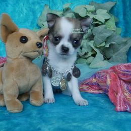 Miss Lor'reale - Black sabled fawn female Chihuahua puppy in Bois D Arc, Missouri from Carsten's Chihuahuas