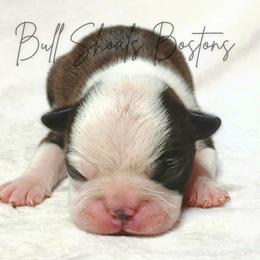 Mocha - Seal and white female Boston Terrier puppy in Lead Hill, Arkansas from Bull Shoals Bostons