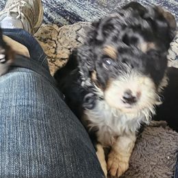 Bernedoodle Puppies from Joyful Pastures Homestead