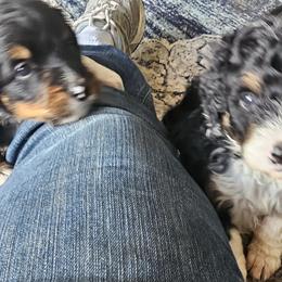 Bernedoodle Puppies from Joyful Pastures Homestead
