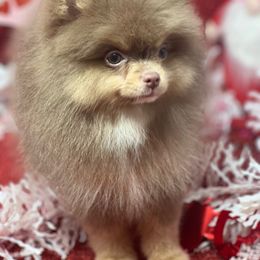Cupid - Lavender Pomeranian puppy in Brentwood, California from Royalpawpoms