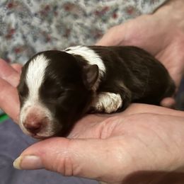 Girl 3 - Red female Border Collie puppy in Memphis, New York from Dual Traxx Border Collies