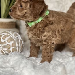 Poodle Puppies from Maria Sedano