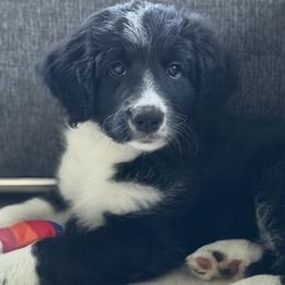 Boy 2 - White and black male Bordoodle puppy in Shelton, Washington from Prophecy Kennels