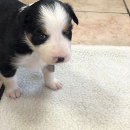 Border Collie Puppies from Burke BC’s