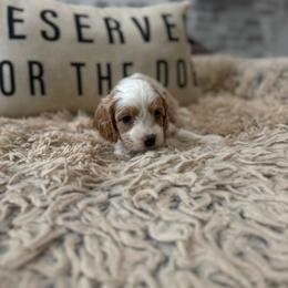Waffle - Blenheim male Cavapoo puppy in Mayo, Florida from Kingston’s Cavaliers