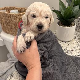 Golden Retriever Puppies from Suncoast Goldens