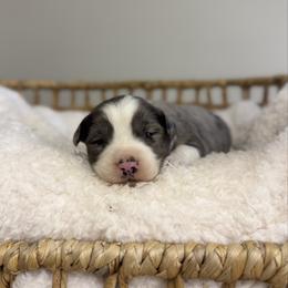 Blue Merle Male 2 - Blue merle male Miniature Australian Shepherd puppy in Stuart, Virginia from Apple Tree Mini Aussies