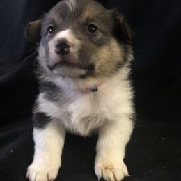 Girl 4 - Pembroke Welsh Corgi puppy in Waynesboro, Virginia from River Ridge Corgis