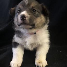 Girl 4 - Pembroke Welsh Corgi puppy in Waynesboro, Virginia from River Ridge Corgis