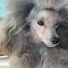 Eclair - Poodle