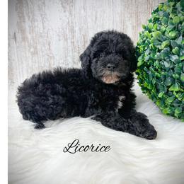 Licorice - Black male Poodle puppy in from Pink Poodles and Doodles