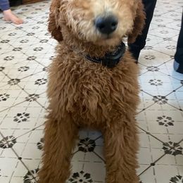 Goldendoodles and Poodles from Black Barn Kennel