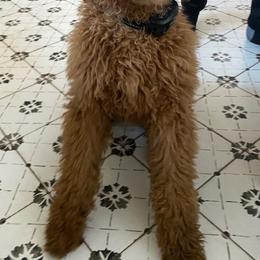 Goldendoodles and Poodles from Black Barn Kennel