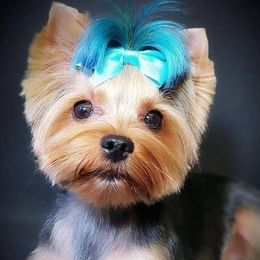 Yorkshire Terriers from Caches Canines