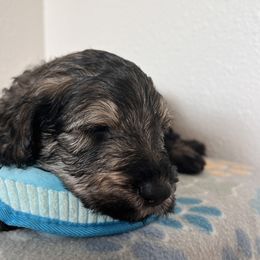 Schnoodle Puppies from Gooch Canines (Giant Schnoodles)