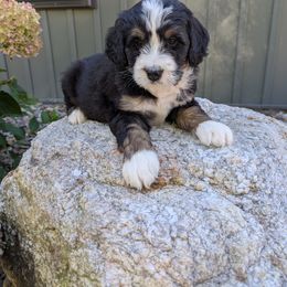 Hazel - Tri-color female Bernedoodle puppy in Beach City, Ohio from Blue Cloud Doodles