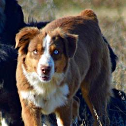 Sophie - Miniature Australian Shepherd