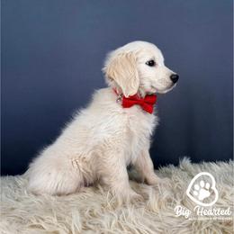 Mario - White male Companion Cross puppy in Utah County, Utah from Big Hearted Breeders