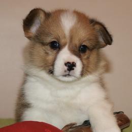 Nat. Bobtail AKC Will - Red Pembroke Welsh Corgi puppy in Lorraine, Kansas from Lazy N Ranch